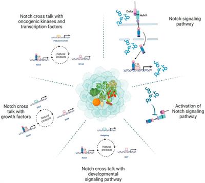 Targeting Notch signaling pathways with natural bioactive compounds: a promising approach against cancer